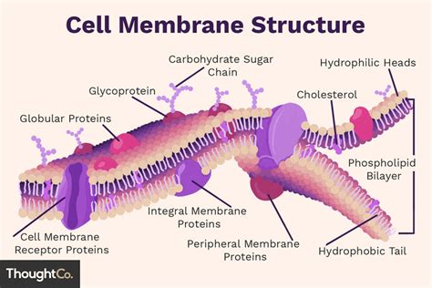 Cell Membrane Function and Structure