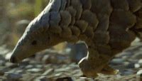 Pangolin GIFs - Get the best gif on GIFER