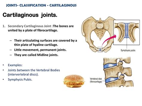 PPT - JOINTS PowerPoint Presentation, free download - ID:328121