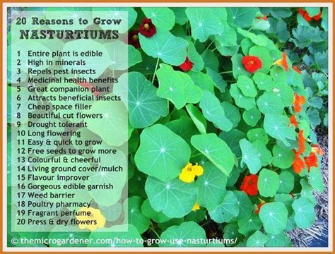 20 Reasons to Grow Nasturtiums - an Amazing Flowering Herb | Nasturtium, Companion planting ...