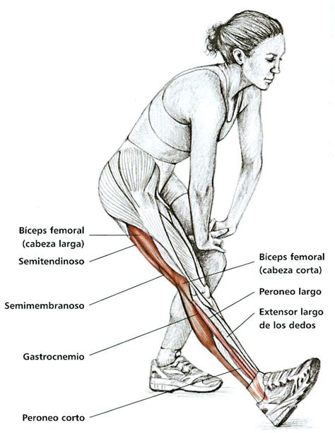 Anatomía & estiramientos: guía de estiramientos, descripción anatómica http://kmelot.biblioteca ...