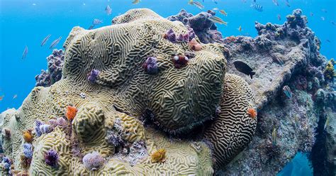 Key West Snorkeling | Dry Tortugas Snorkeling