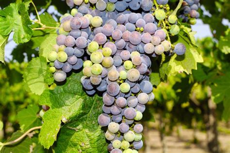 Grapes in a Vineyard in Central Italy Stock Image - Image of drink ...