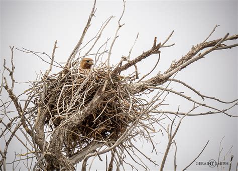 Nesting Red-tailed Hawk in the San Luis Valley, Colorado.