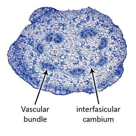 Cell Types, Cambium