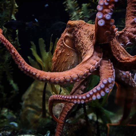 9 Giant Pacific Octopus Facts That Will Blow Your Mind - OctoNation ...