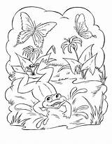 4 Frog Coloring Pages  The Graphics Fairy sketch template