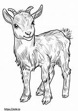 American Pygmy Goat coloring Pages  Free Printable sketch template