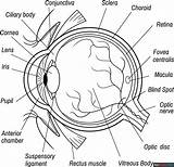 Human Eye Diagram Coloring Page  Easy Drawing Guides sketch template