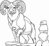 Mountain Goat Coloring Page & coloring Book Find Your Favorite sketch template