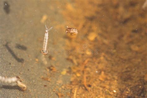 Gnats; Mosquitoes; Larvae,Mosquito Larvae in Dirty Water and You Stock Image - Image of epidemic ...