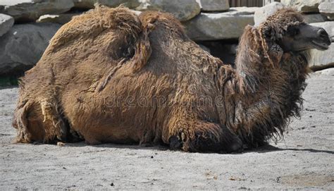 Camel Laying Down Resting in the Sun Stock Photo - Image of drought ...