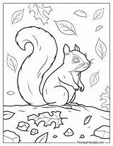 Squirrels Coloring Pages sketch template