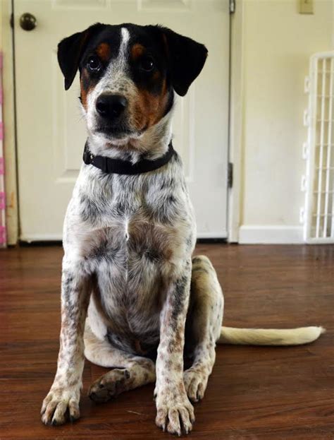 Cajun- A Catahoula, Blue Heeler Puppy's Web Page