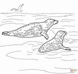Leopard seal coloring Pages Download And Print For Free sketch template