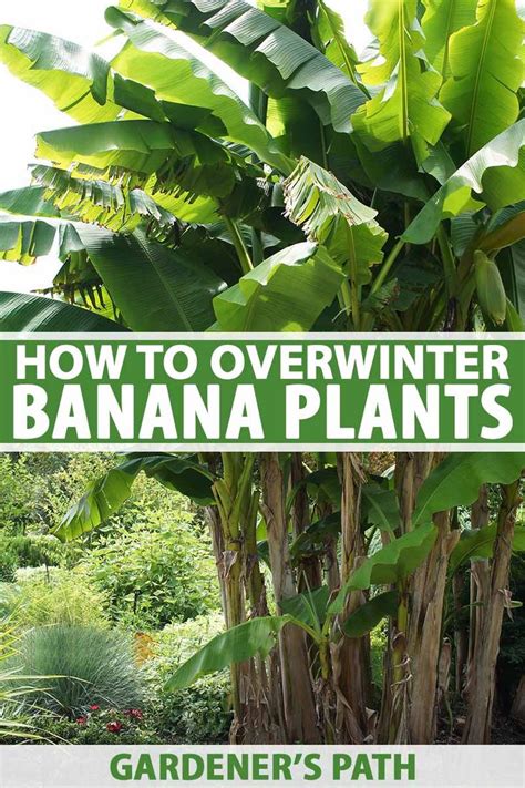 How to Overwinter Banana Plants | Gardener’s Path | Banana trees landscape, Banana plants, Plants