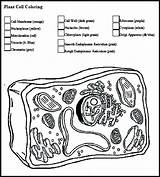 Plant Cell Coloring Labeled sketch template