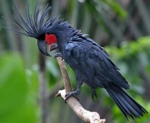 The Black Palm Cockatoo is an Affectionate and Loving Friend