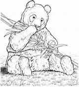 Panda Bear Coloring Pages sketch template