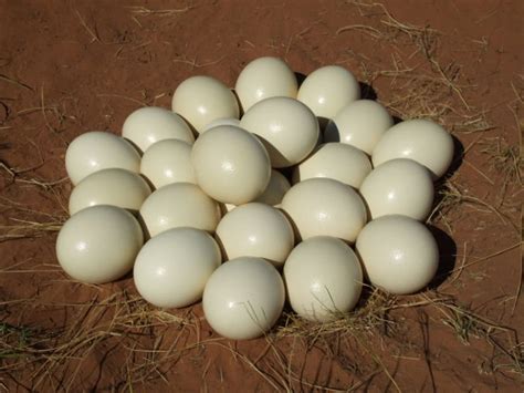 Two arrested for selling Ostrich eggs and other wildlife products - Nile Post