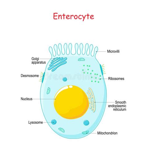 Epithelial Cell Diagram