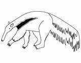 Anteater Oso Hormiguero Tamandua Colorir Bandeira Planse Colorat  sketch template