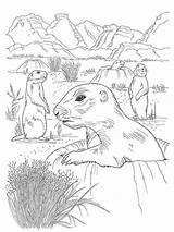 Realistic Gophers coloring page sketch template