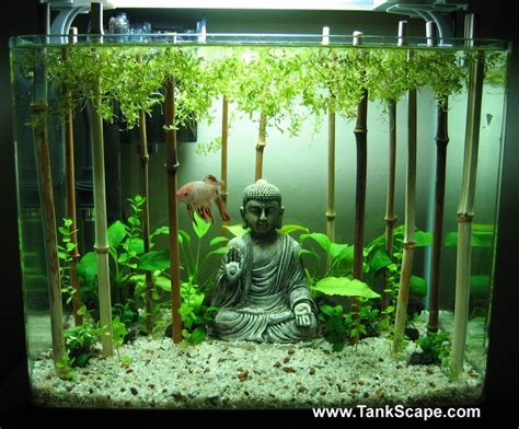 Cool Betta Fish Tank Ideas - Fish Care