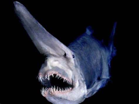 Creature Feature The Goblin Shark