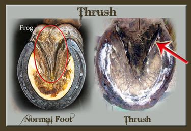 Not Another Horse Blog : What You Need to Know About Thrush