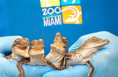 Crocodile Conservation Success Story at Zoo Miami Miami Dade, Miami ...