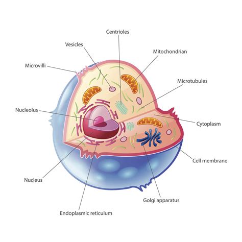 Animal Cell Organelles | Biology - Quizizz