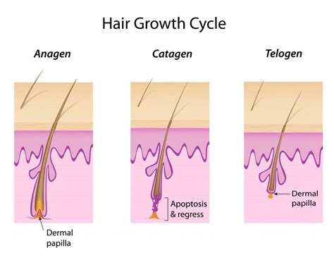 Why Don't Eyebrows And Eyelashes Grow As Long As Head Hair? » ScienceABC