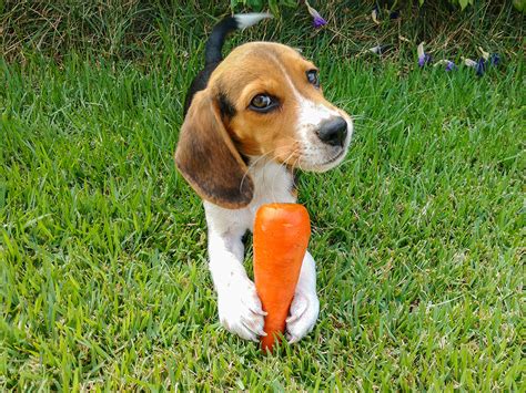 Can Dogs Eat Carrots? Super Foods for Dogs · The Wildest