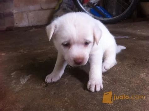 Puppy Anjing Kampung - adalah anjing