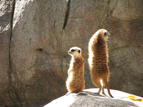 Doug's photo site: San Diego Zoo: Koalas and Meerkats