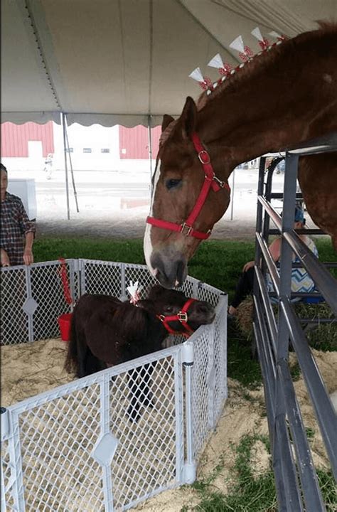 I think most of you heard that Big Jake passed away. He was the World's Tallest Horse. - Horse ...