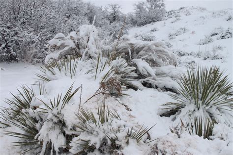 Desert plants in snow | skron | Flickr