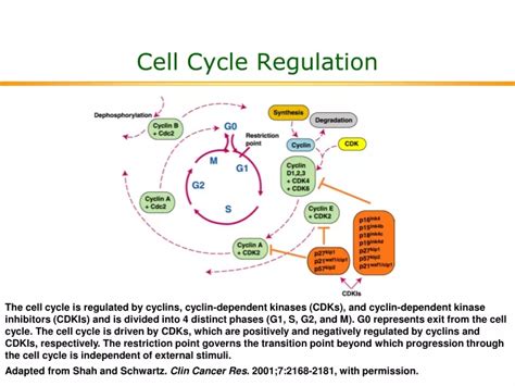 PPT - Cell Cycle Regulation PowerPoint Presentation, free download - ID ...