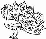Peacock Image To Download And color  Coloring Pages sketch template