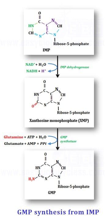 Purine & Pyrimidine Synthesis (de-novo) | EasyBiologyClass