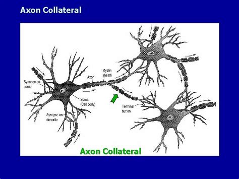 Nervous System Histology Week 9 SB What is