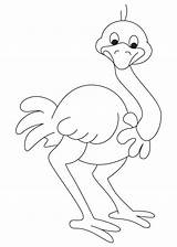 Ostrich Coloring Pages Kids Printable Drawing Preschool Animal Clipart  sketch template
