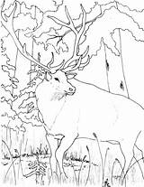 Rocky Mountain Elk Coloring Page  Home sketch template