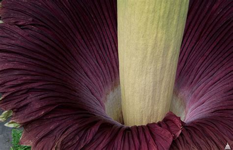 What is the largest flower in the world? | Library of Congress