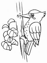 20  Woodpecker Coloring Pages Free Printable PDF & Online sketch template
