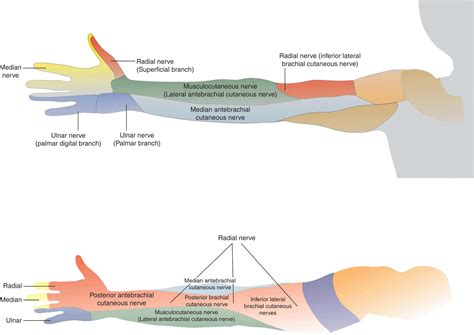 Brachial Plexus Nerve Block