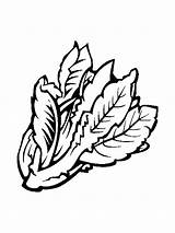 Lettuce Coloring Page At GetDrawings  Free Download sketch template
