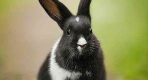 Black and White Rabbit Breeds Make The Best Pet Bunnies!