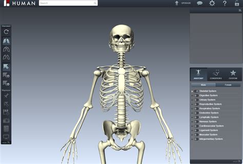 The BioDigital Human: A 3D Virtual Anatomy Atlas | Live Science